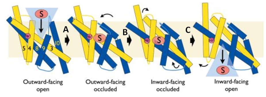 Image:Proposed substrate translocation mechanism by Mhp1-.jpg
