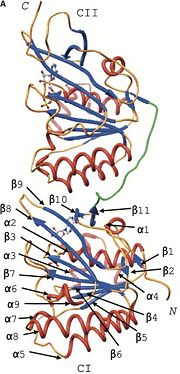 Secondary Structure of Monomers