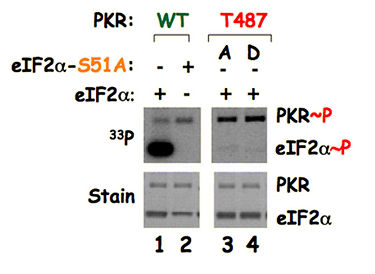 Mutation of remote residue T487 eliminates eIF2α phosphorylation, but not autophosphorylation