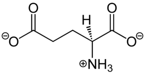 Figure 1. Structure of glutamate under physiological conditions (pH 7.4).