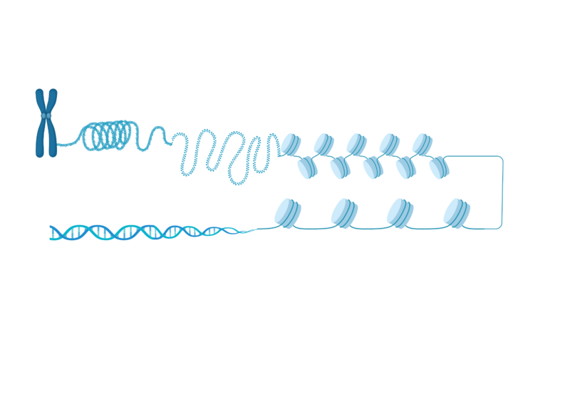 Image:Higherorderchromatin.png