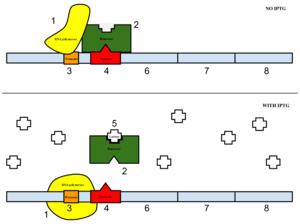 Figure 6: Top: how lac operon works in the absence of IPTG. Bottom: how lac operon works in the presence of IPTG.