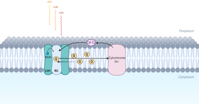 Image:Membrane.png