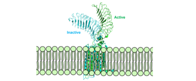 Figure 2: Inactive form of the thyrotropin receptor shown in blue. Active form of the thyrotropin receptor shown in green.