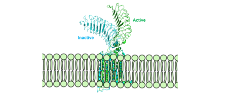 Figure 2: Inactive form of the thyrotropin receptor shown in blue (PDB: 7T9M). Active form of the thyrotropin receptor shown in green (PDB: 7T9I).