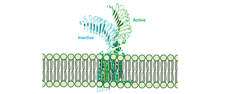 Image:Morphmembrane.png