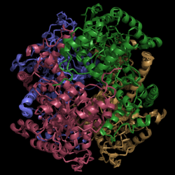 Figure 1. Crystal Structure of Isocitrate Lyase. Quaternary structure is comprised of four subunits forming an α/β barrel. A side view is shown where each comprising subunit is a different color with the central hole of the barrel coming perpendicularly out of the page.