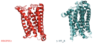 Overlay of unbound (transparent) and bound (opaque) transmembrane proteins of both MRGRPX2 (left) and 5-HT2AR (right).