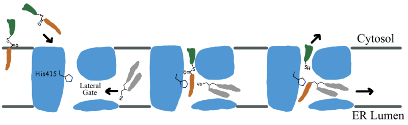 Image:Active Site Mech.png