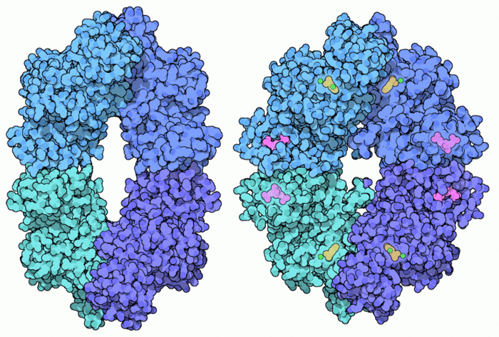 Figure 3:Figure 6: A metabolic strategy for tumor cells using PKM2 Taken from:[12]