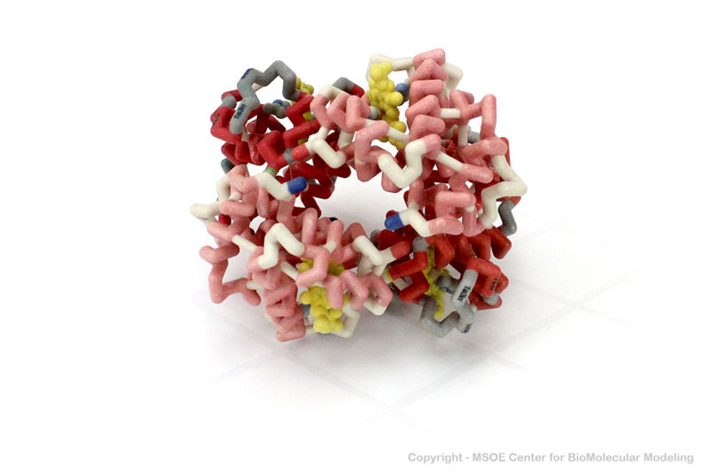 Image:Hemoglobin 1 centerForBioMoluecularModeling.jpg