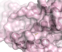 Figure 2. Second proposed binding site of GPR40. By visual inspection, a second possible binding site was proposed between transmembrane helices 3, 4, and 5 on the intracellular side.