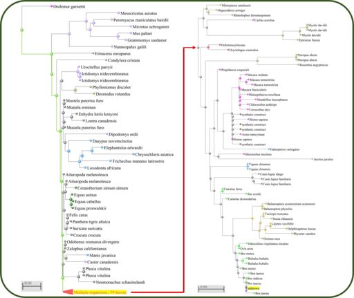 Figure 7B: RPE65 lineage tree using BLAST. Note that the red arrow is a continuation of the lineage tree after "multiple organisms" and is not to scale. Note that the scale changes from 0.01 to 0.006 between the two portions of the lineage 