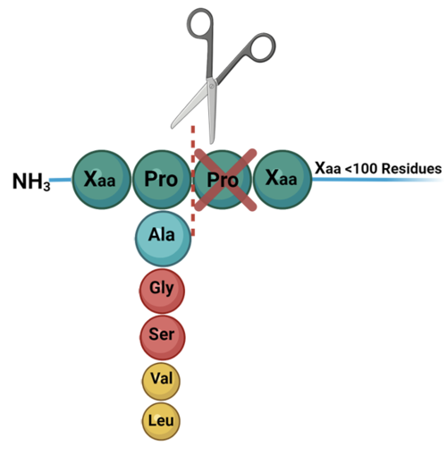 Figure 2. Diagram of the cleavage of substrate at the penultimate position.