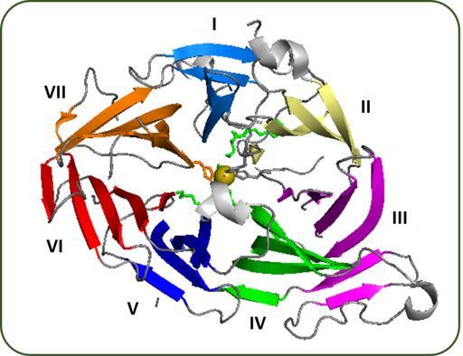 Figure 4: Crystal structure of bovine RPE65 viewed from the bottom face of the seven-bladed β-propeller labeled in roman numerals from I to VII. Figure generated using PyMol.  