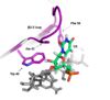 U3 interacts with Phe 48, Trp 40, Ala 42, and with the β2-3 loop of the RRM