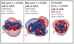 Electrostatic potentials of β-lactoglobulin, Bovine serum albumin, and Zn-Insulin shows at pH 6. Calculated with DelPhi (a 'Nonlinear Poisson Boltzmann Solver') and displayed using UCSF Chimera