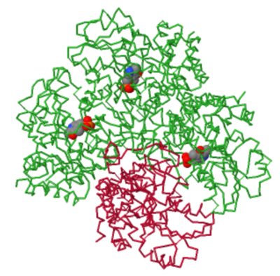 The three subunits that bind to PLP are depicted in green, while the empty unit is shown in red. Image generatade with JSmol.