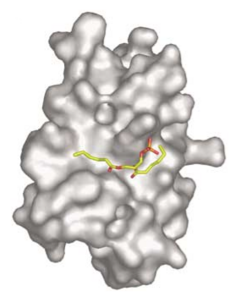 Fig.2 A representative view of phosphatidic acid docked into its binding site on the FRB domain.