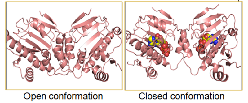 Image:Hsp90 N domain.png