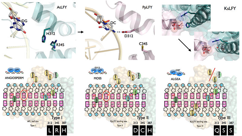 Figure 4. A summary of LEAFY evolution by substation on three different types of DNA binding motif. Position 312 and 345 are critical importance in determining type I or type II binding motif (AtLFY and PpLFY). In algae, LFY binds to the type III motif is largely because amino acid substitution disrupt the interface of dimer (TsLFY). In this figure, 3D structures were visualized by Pymol with assembly files of 2VY1 and 4BHK calculated by PISA. Lower 2D diagrams present how different LFY interact with three types of binding motifs. Information in the diagram were summarized from Hames et al. 2008, Sayou et al. 2014 and further visualized by keynote.