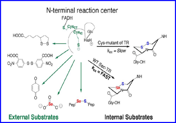 Hondal, R.J. et al (2010) Amino Acids, E pub