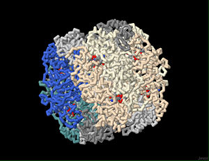Note the dimer arrangement of the 8 large subunits