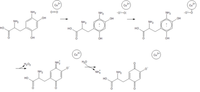 The oxidative half-reaction, in which topa-quinone is restored to its oxidized form, releasing ammonia and hydrogen peroxide.