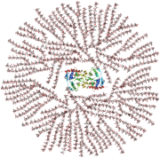 Glycogen structure by Mikael Haggstrom