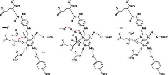 The proposed mechanism for the methyl transfer reaction catalyzed by DmdA. This image was obtained directly from Schuller et al. and is reproduced with permission of John Wiley & Sons, Inc.