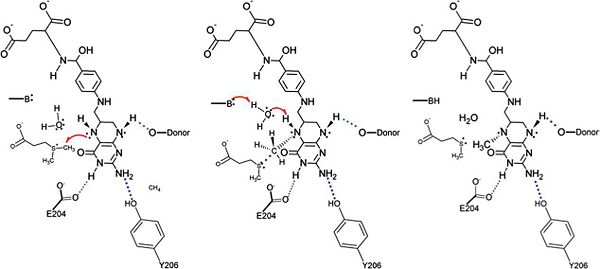 The proposed mechanism for the methyl transfer reaction catalyzed by DmdA. This image was obtained directly from Schuller et al.