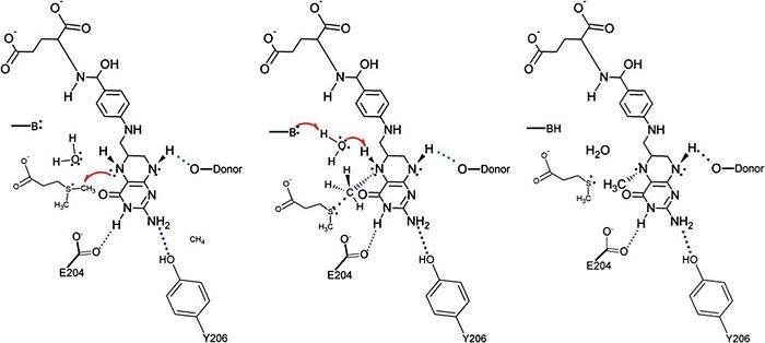 Proposed mechanism