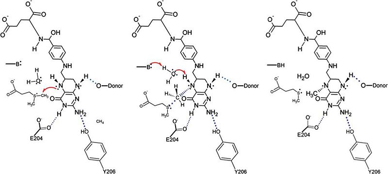 Image:DmdA Mechanism.jpg