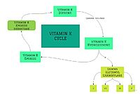 Figure 2. Overview of Vitamin K Cycle