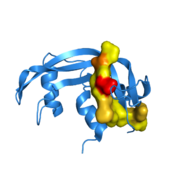 Two-dimesional representation of Semisynthetic RNase A. The synthetic peptide analog, RNase 111-118, is colored according to hydrophilicity. Yellow areas are comprised of hydrophobic residues. Red and brown segments are negatively and positively charged residues, respectively.