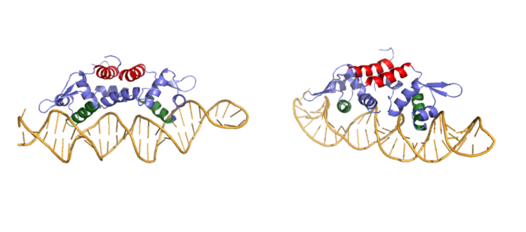 Figure 3:Side by side rotation showing the main DNA groove in CzrA