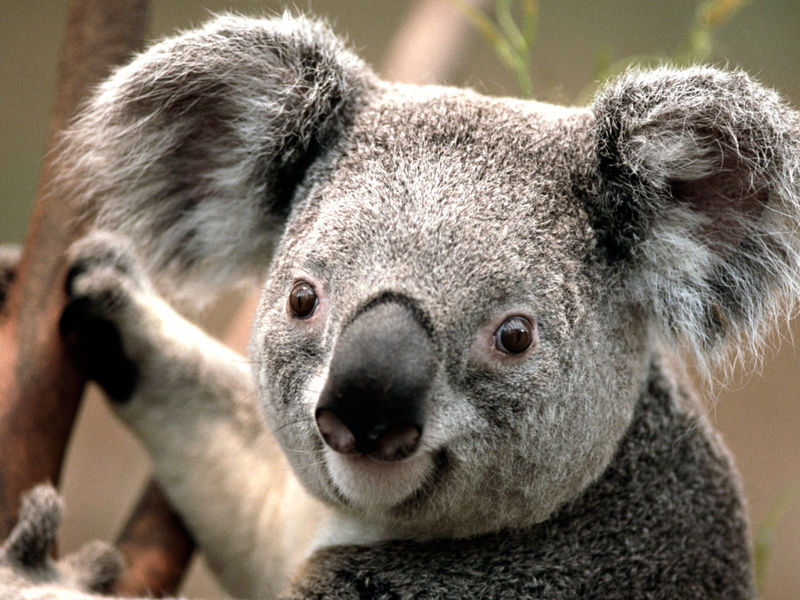 Image:Koala.jpg