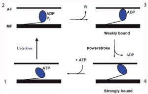 Figure 2. The contractile cycle of the myosin head