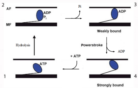 Figure 2. The contractile cycle of the myosin head .