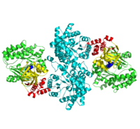 PPDK dimerPEP-binding domain - cyan; nucleotide binding domain - green; His-domain - yellow; domain linkers -red; phosphorylatable His455 - blue spheres