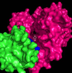 Figure 4: Pmyol depiction of hydrophobic tunnel.