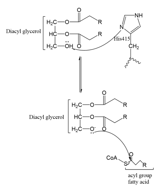 Image:Mechanism.PNG
