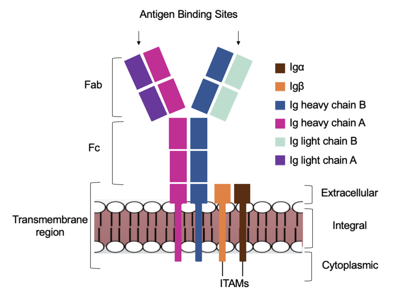 Image:Receptor diagram.png