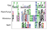 Tyrosine that binds to DNA, the plant has a different structure alltogether