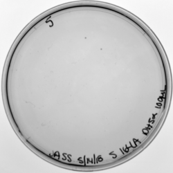 Figure 15. S196A mutation, transformed in DH5α.