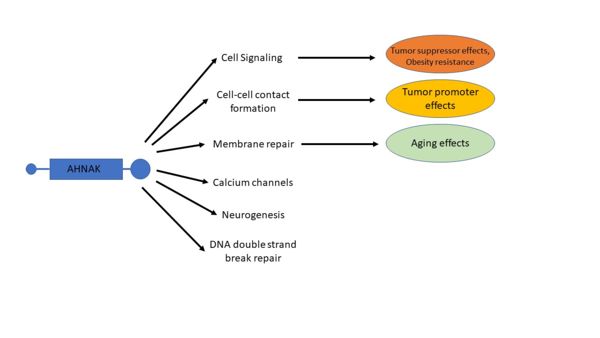 Figure 4. A visual representation of many of AHNAK's functions and how those functions relate to disease. Modified from [1]