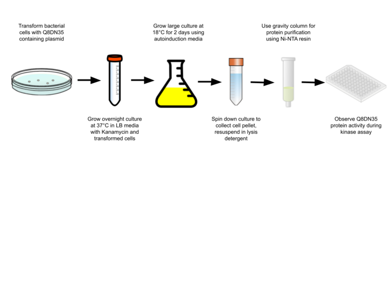 Image:Experimental procedure Q8DN35.png