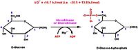 Figure 1: The initial reaction of glycolysis involving hexokinase. This is a mechanism by which the influx of substrate into the glycolytic pathway is controlled.