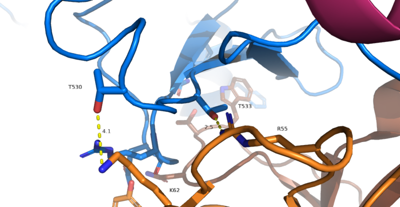 Image:IgM interface 1 zoomed.png