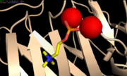 PC and Ca2+-binding site